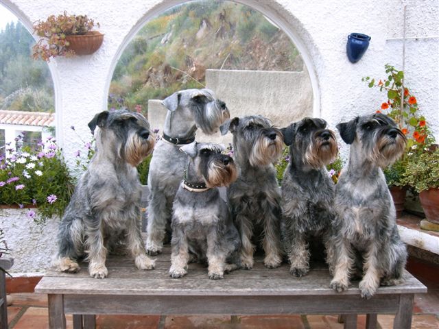 schnauzer